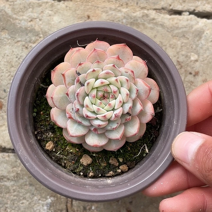 姬莲锦一物一拍锦龙