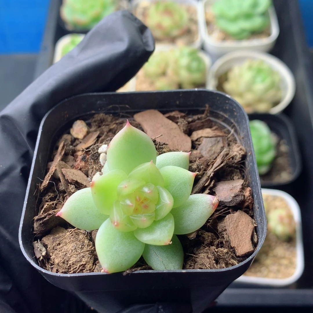 58包邮  群生不包整 38