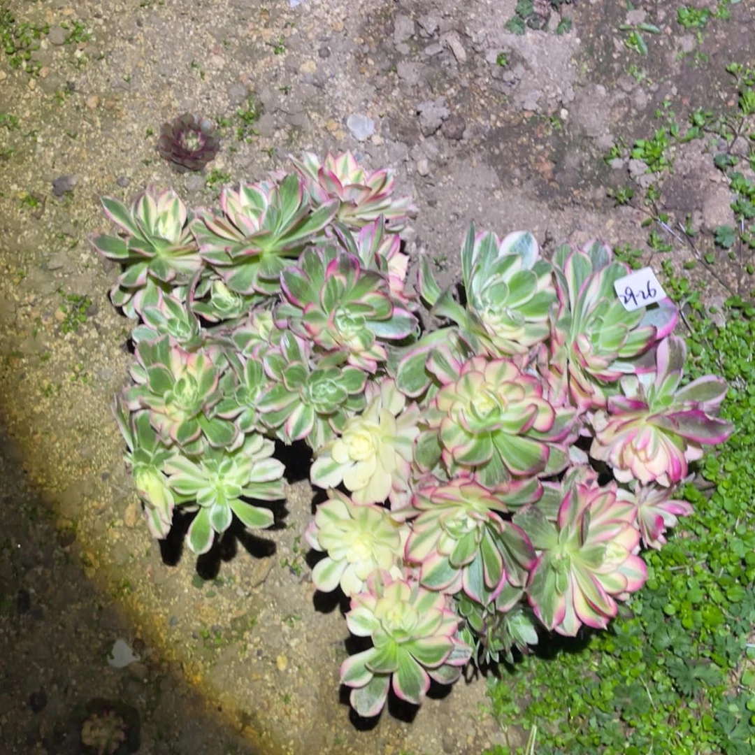 12-29-26西施砍头群两颗