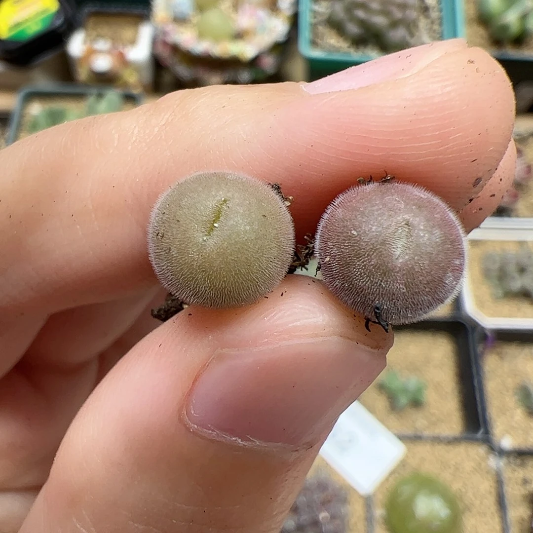 【闪购商品】69 D毛球