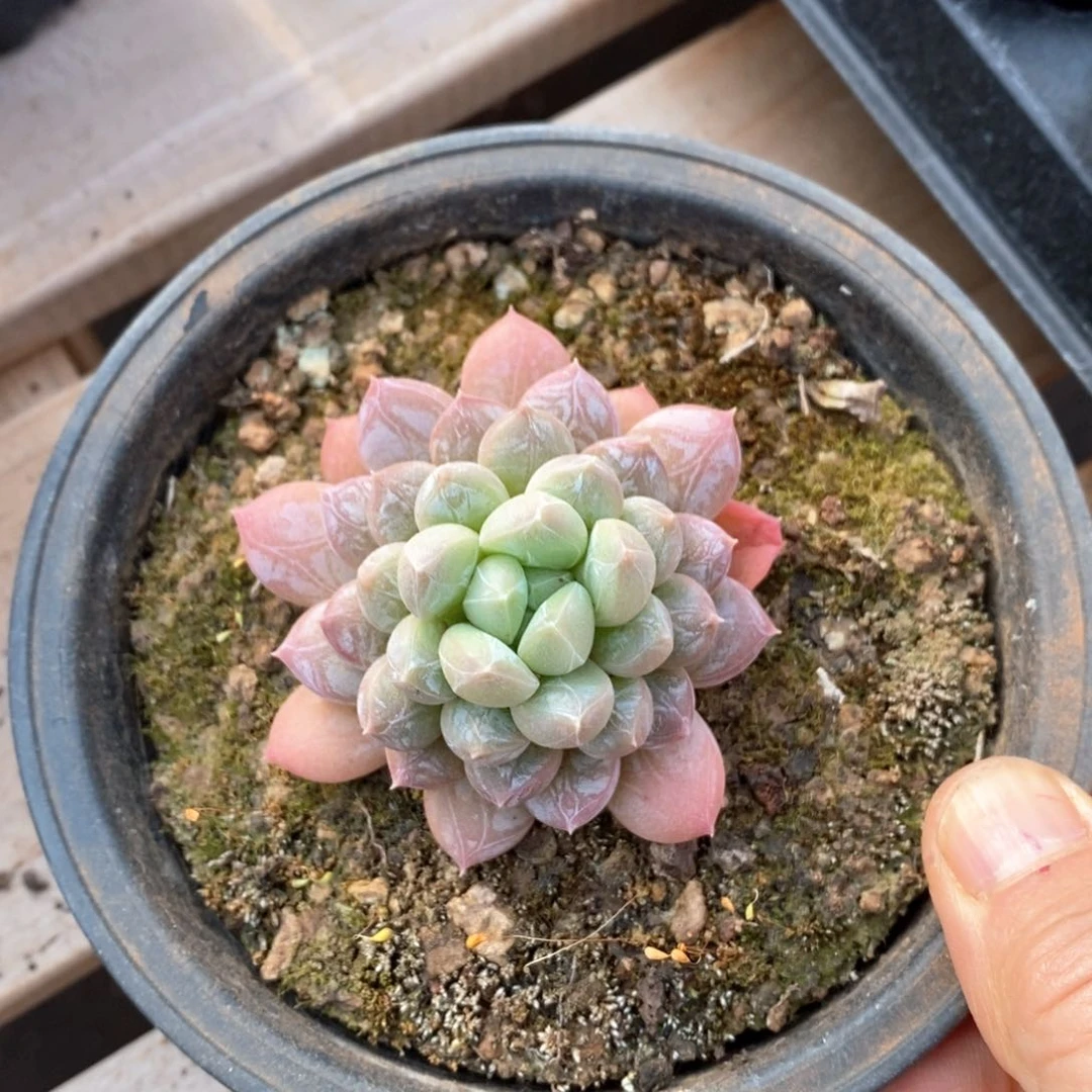 精品多肉一物一板不包整62