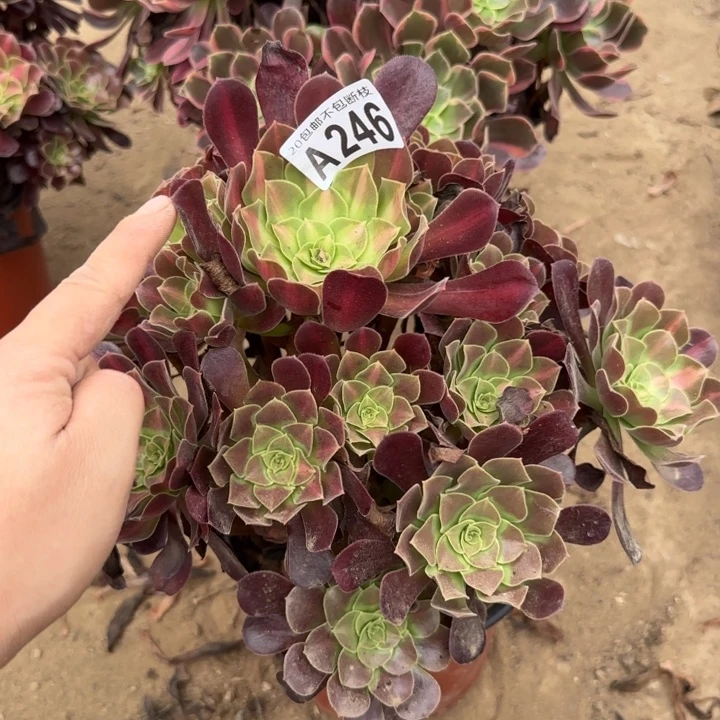 花娜……多肉植物……