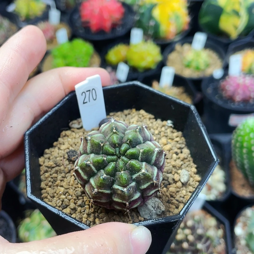 梦想实生非偏远地区满25包邮仙人球裸根