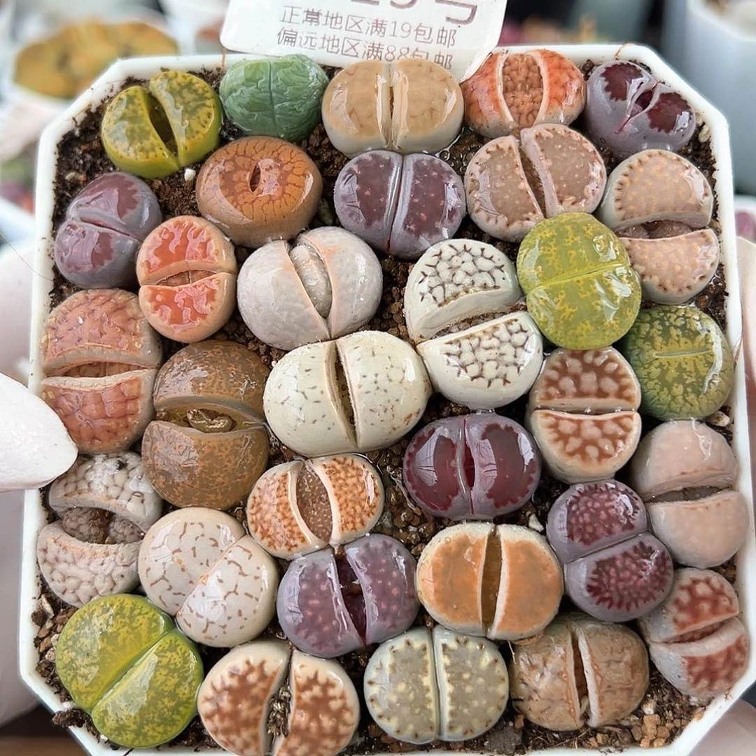 好养易活生石花大母本8823个别有点干，特价处理