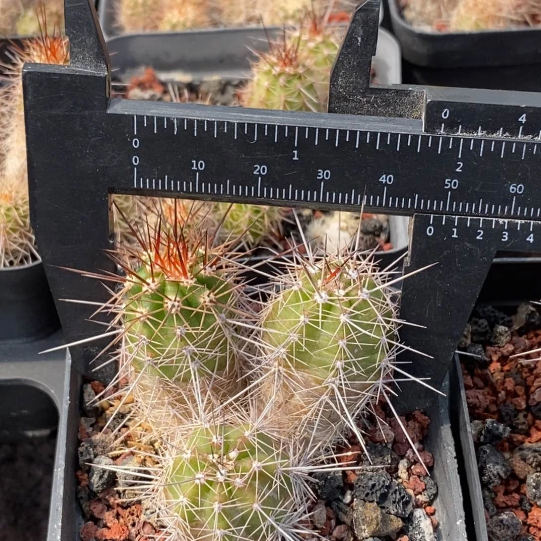 橙红色实生草木角脱盆一颗