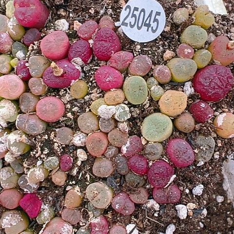 【闪购商品】25045