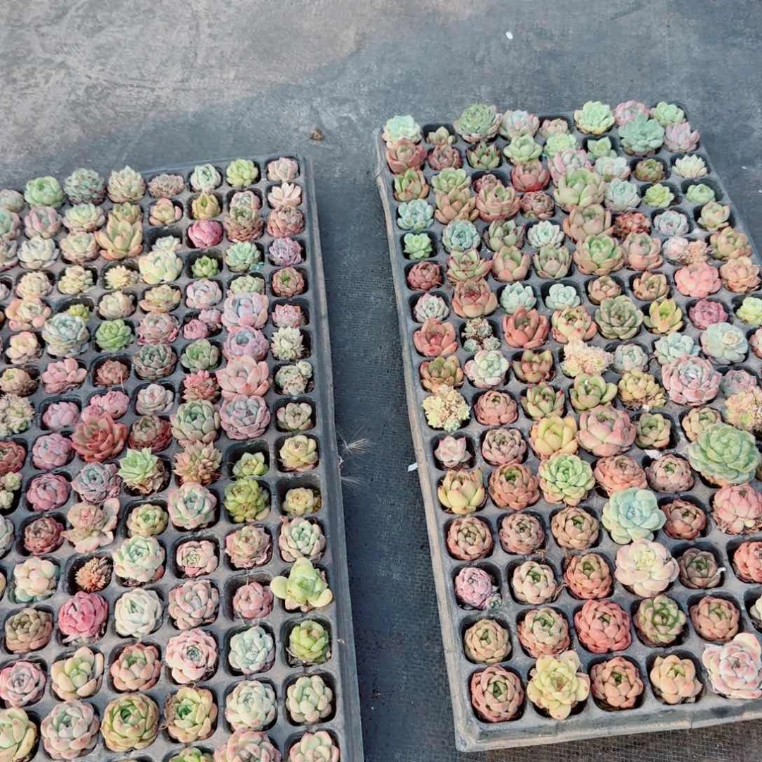 多肉杂交穴盘苗保100颗不带穴盘量拍13-50