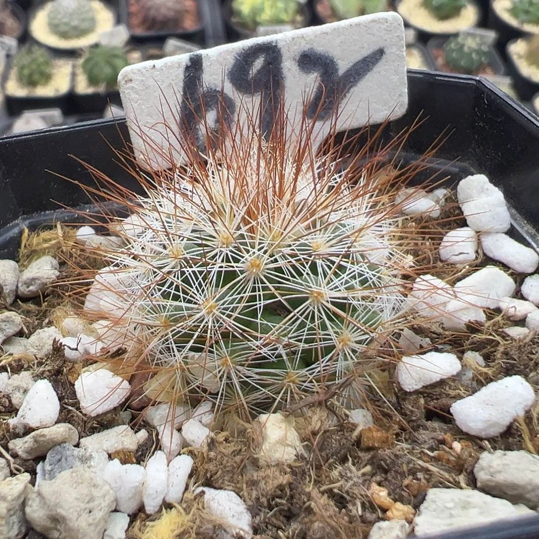 692马库斯实生哦哦哦