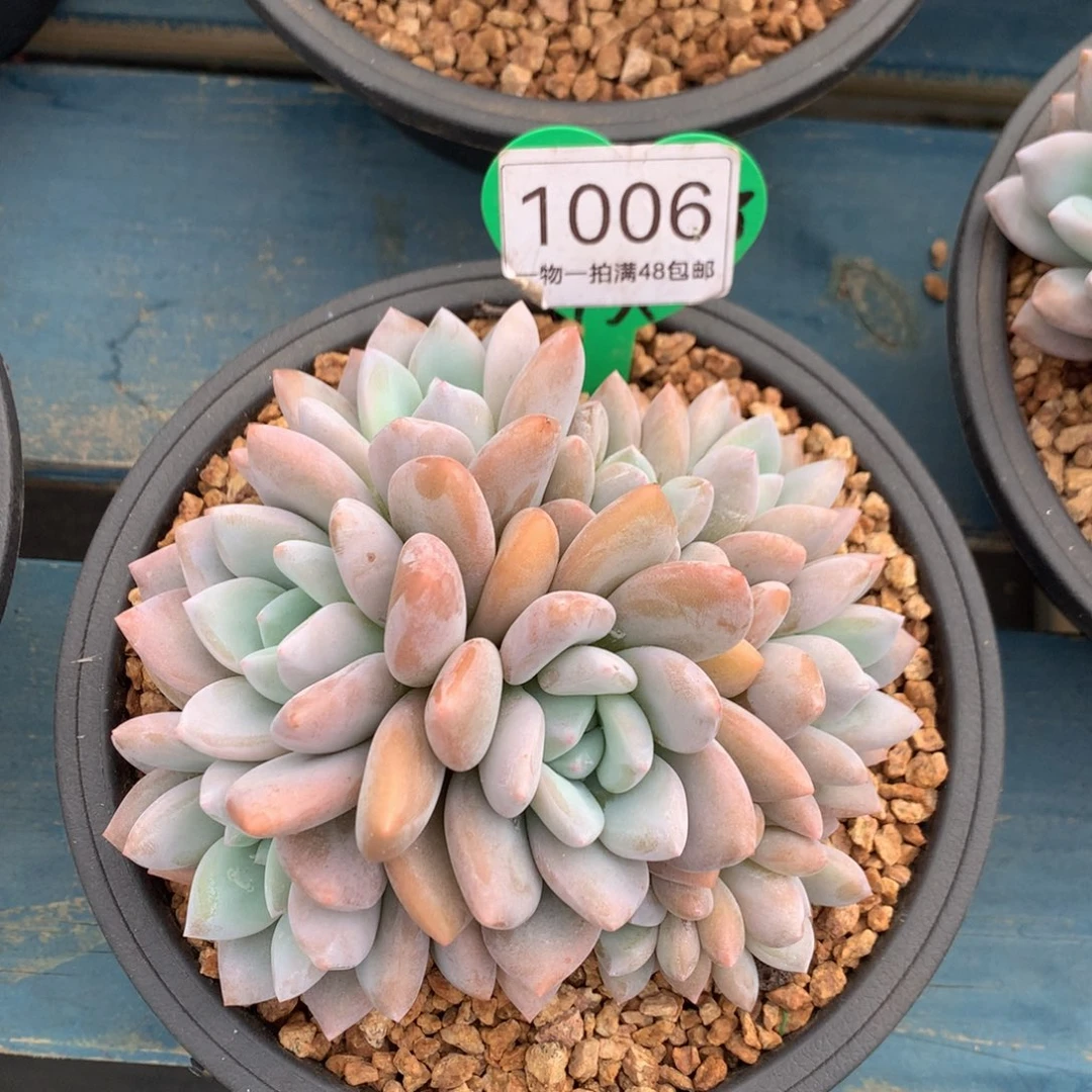 果糖无砍平头一物一拍1006