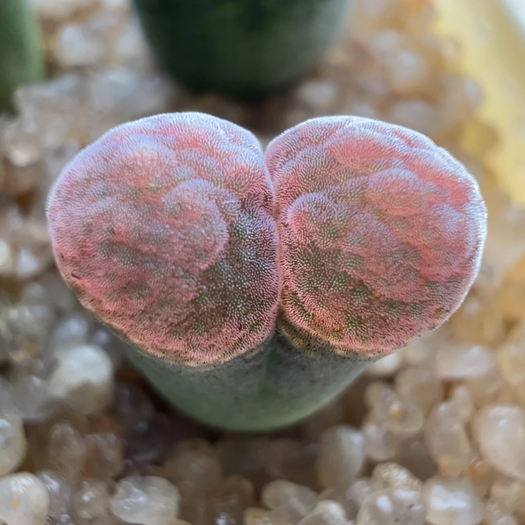 G7.9/2066。草莓糖霜。 独家。多肉植物。