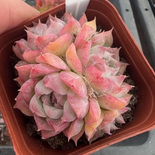 56桃熏一物一拍多肉