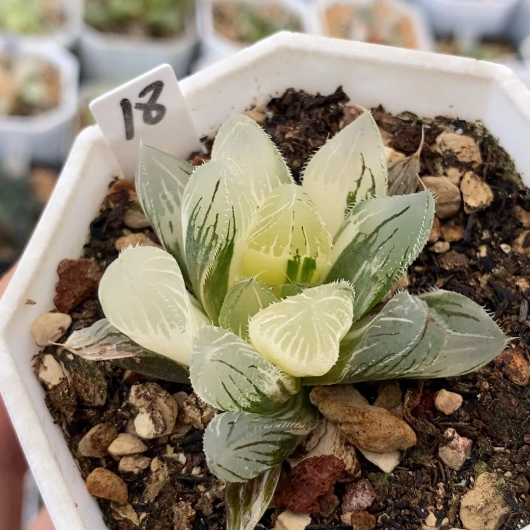18毛玉露锦多肉植物