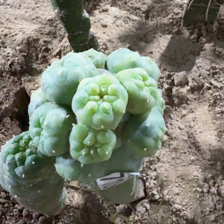 710群头仙锦仙人球