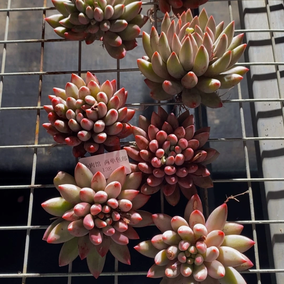 138-精品虞美人单头一个