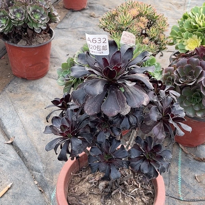 632花无缺多肉法师多肉