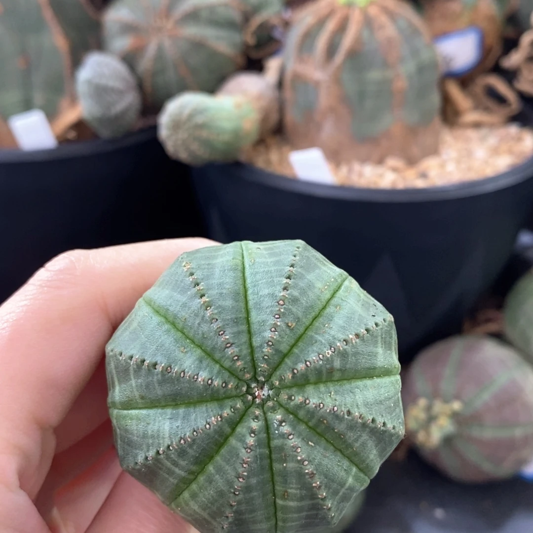 12布纹球精品一物一拍