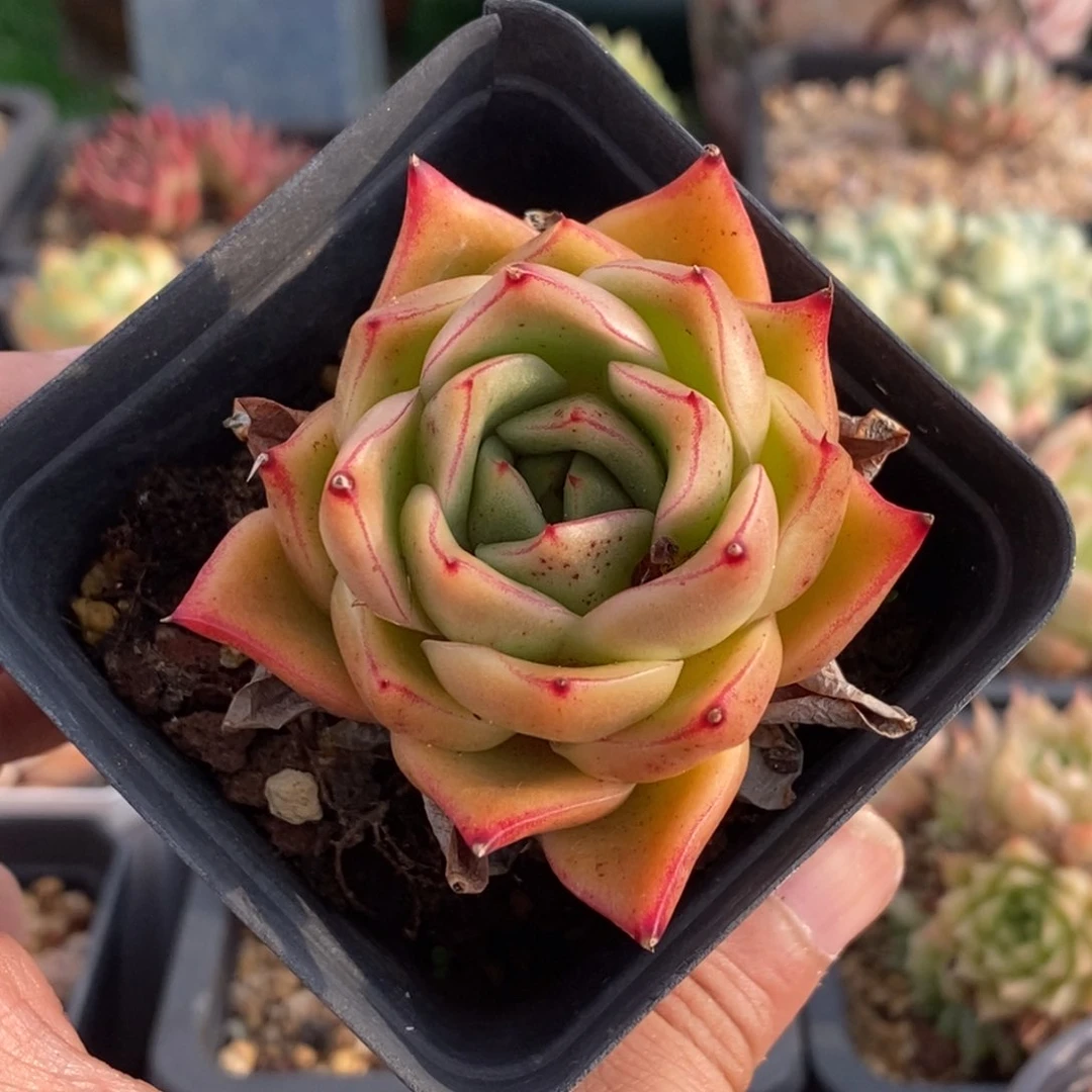 边线东云杂交控养单头