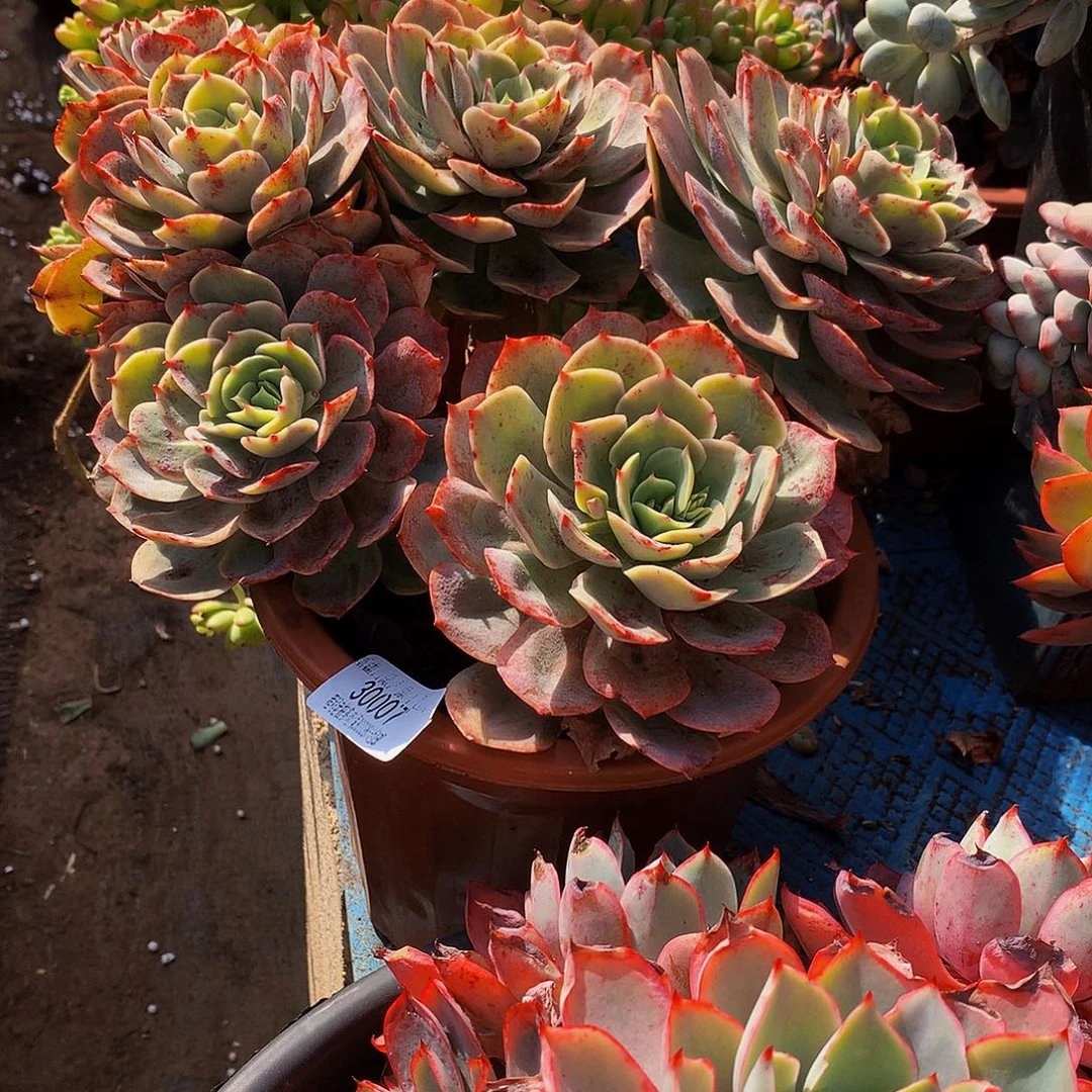 公***财白雪公主30007吨肉多肉