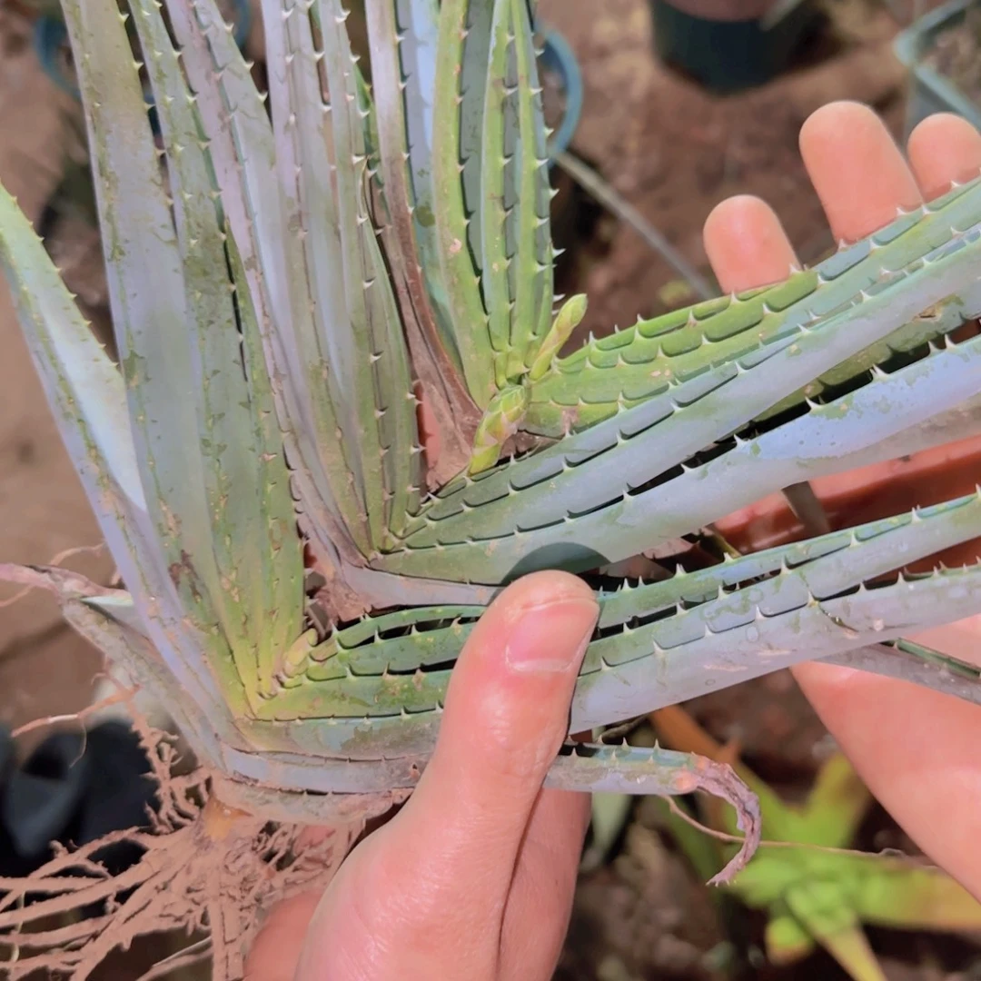 块根植物块根植物