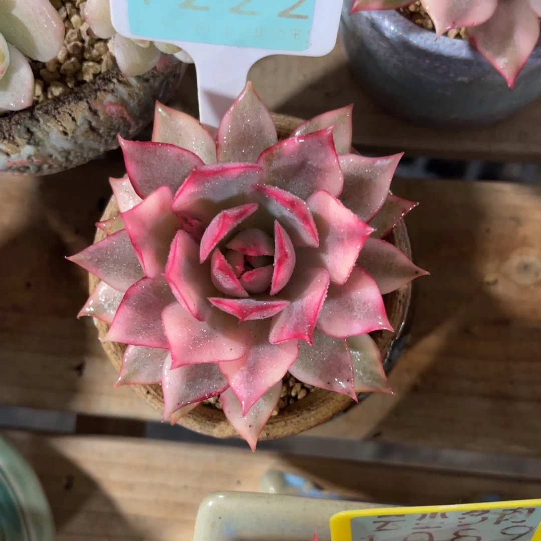 惜***云尘多肉一物一拍不含盆1222