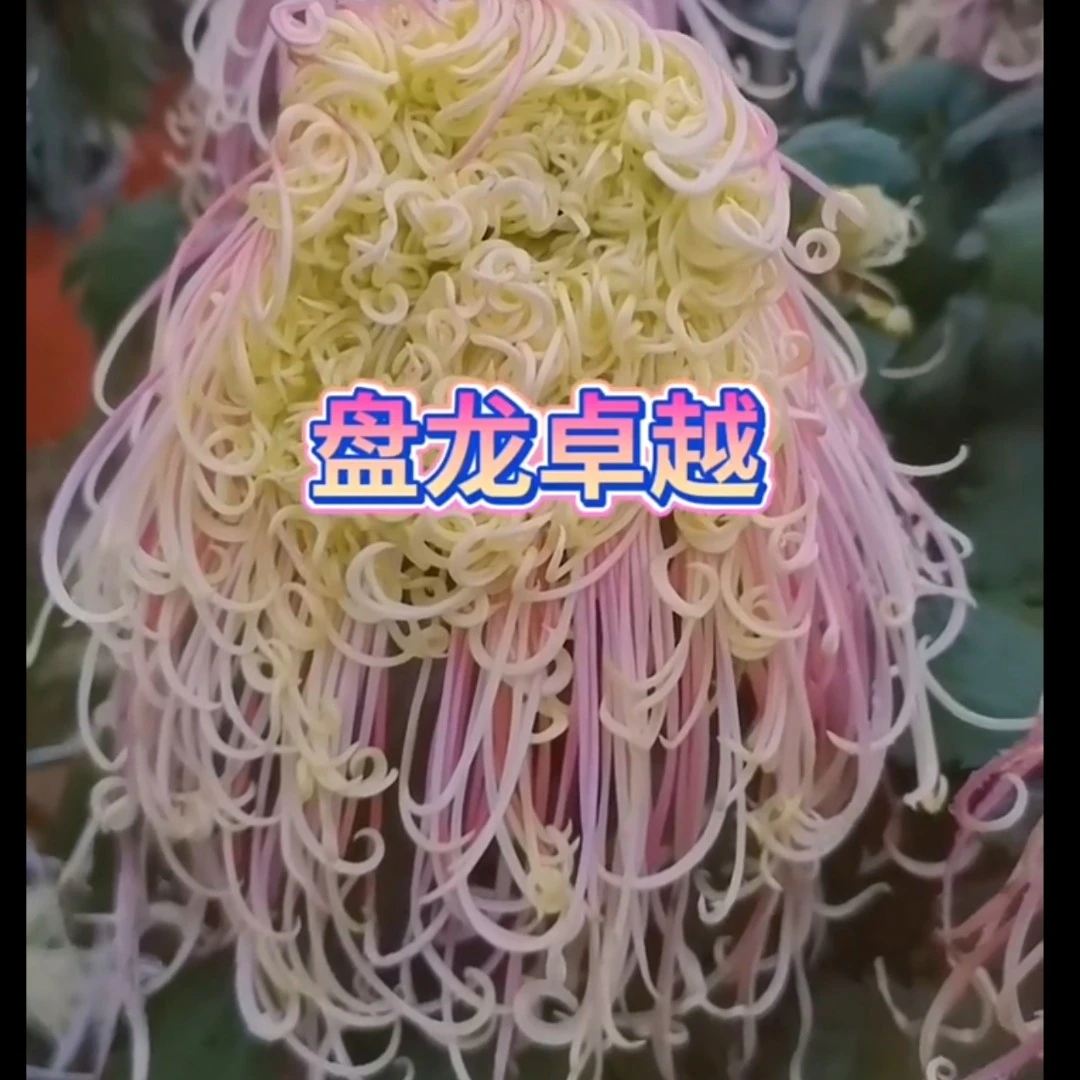 【盘龙卓越】多年生菊花苗室内外阳台盆栽花卉绿植