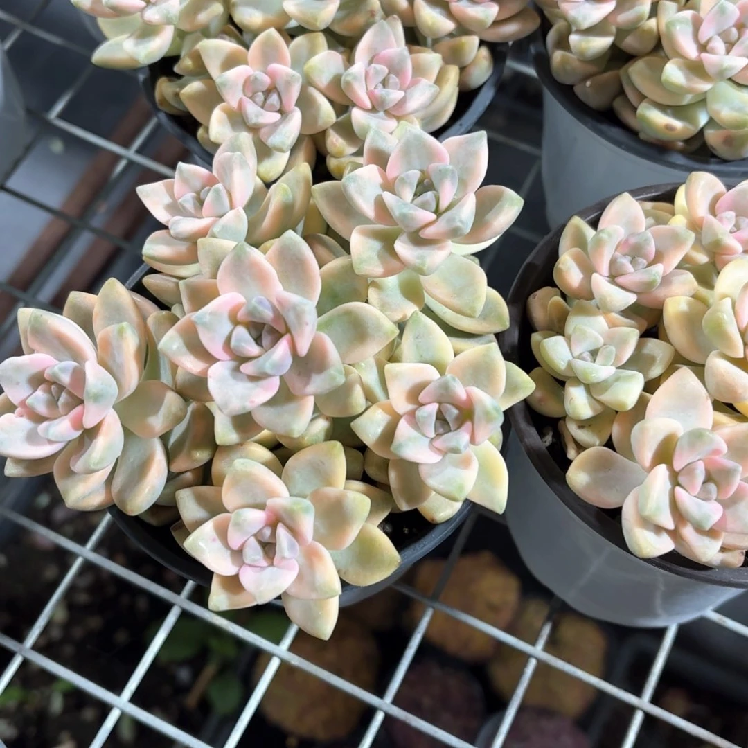 美杏锦多肉散群11厘米盆