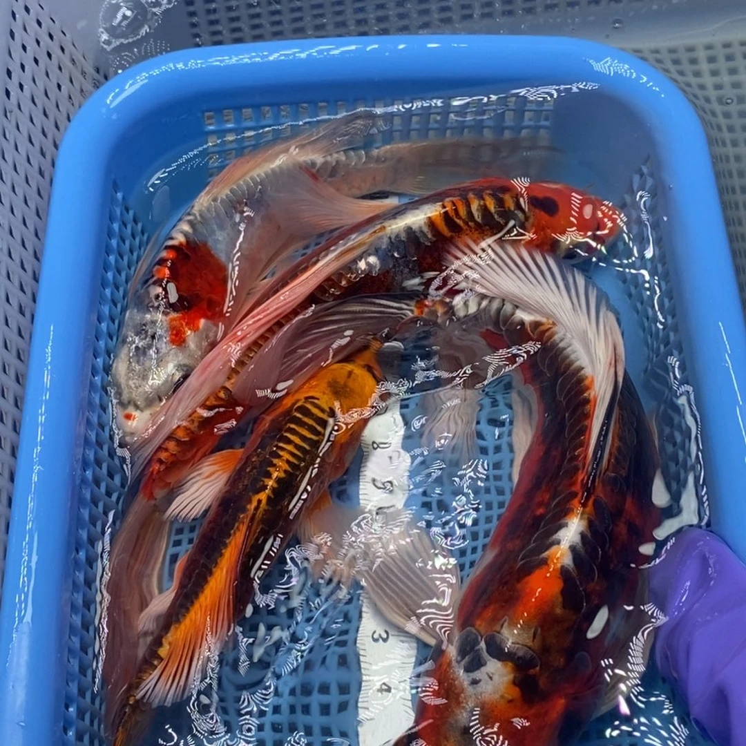 锦鲤冷水锦鲤包邮