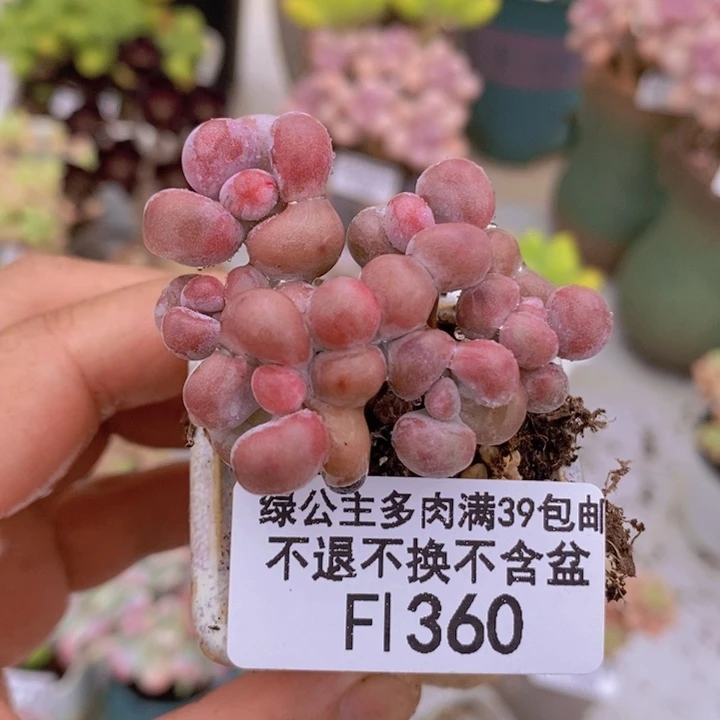 腰子桃蛋5cm360多肉植物