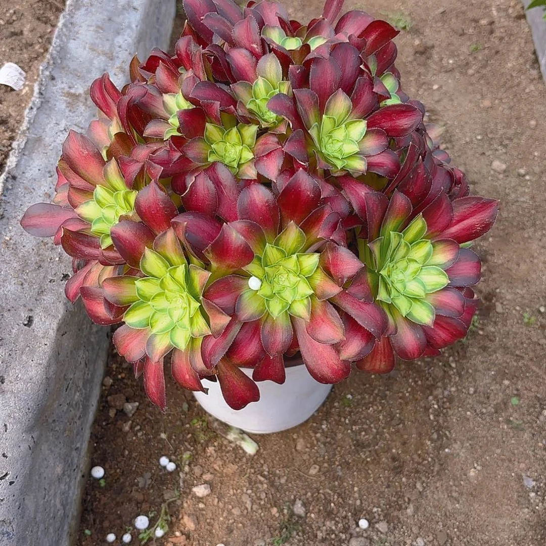 韶华老庄多肉植物