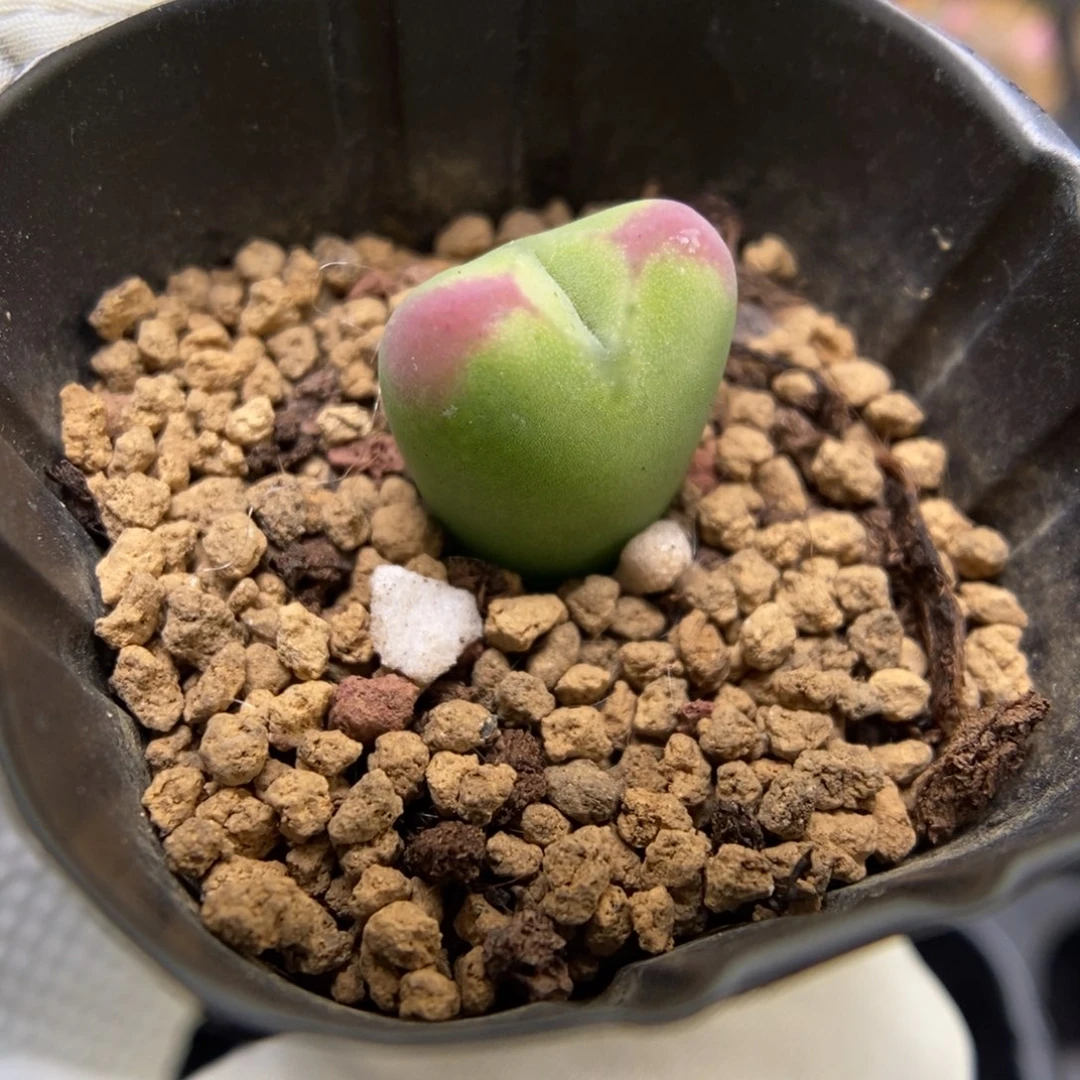 多肉植物肉锥杂交K-3712