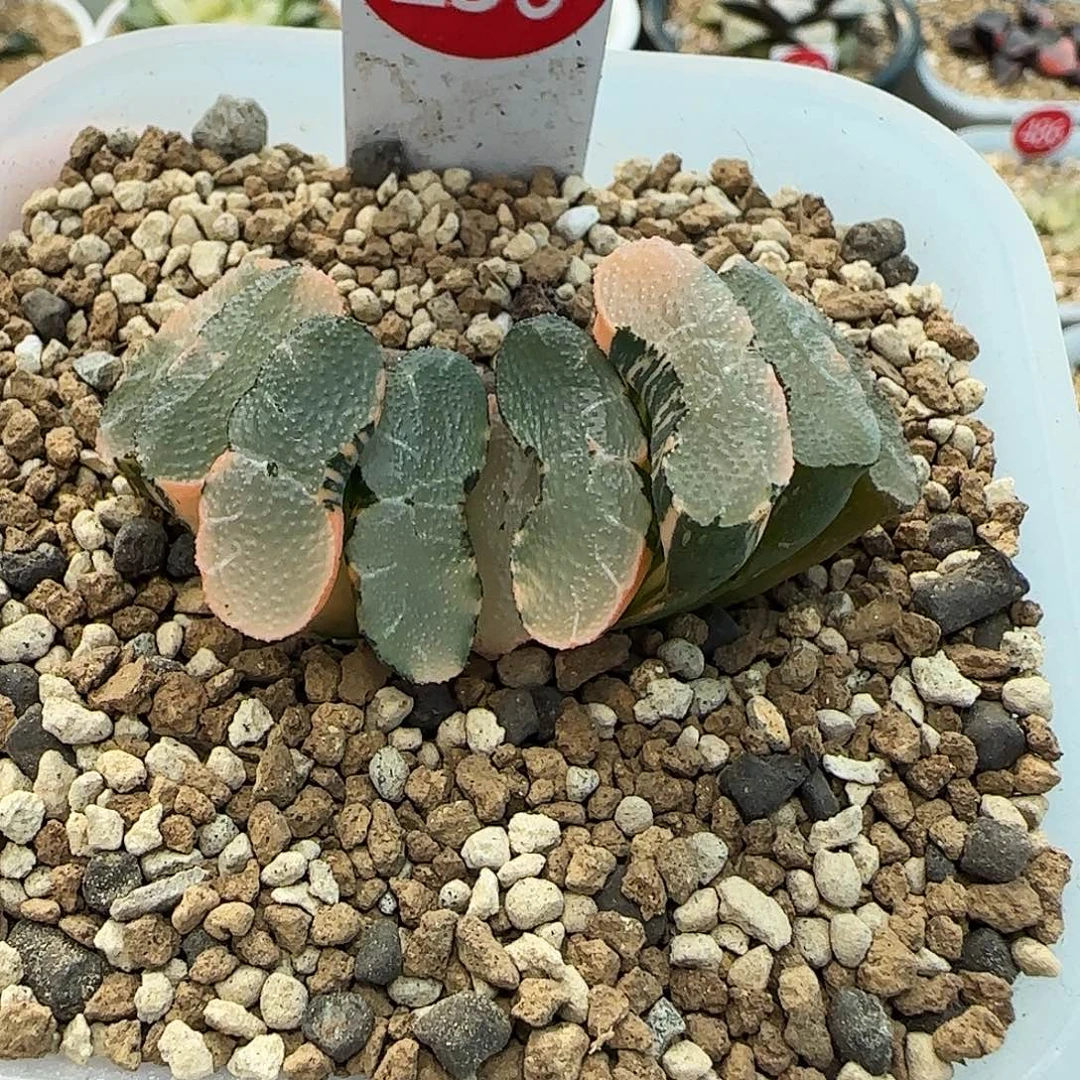 230号大久保透镜玉扇锦一物一拍带盆土