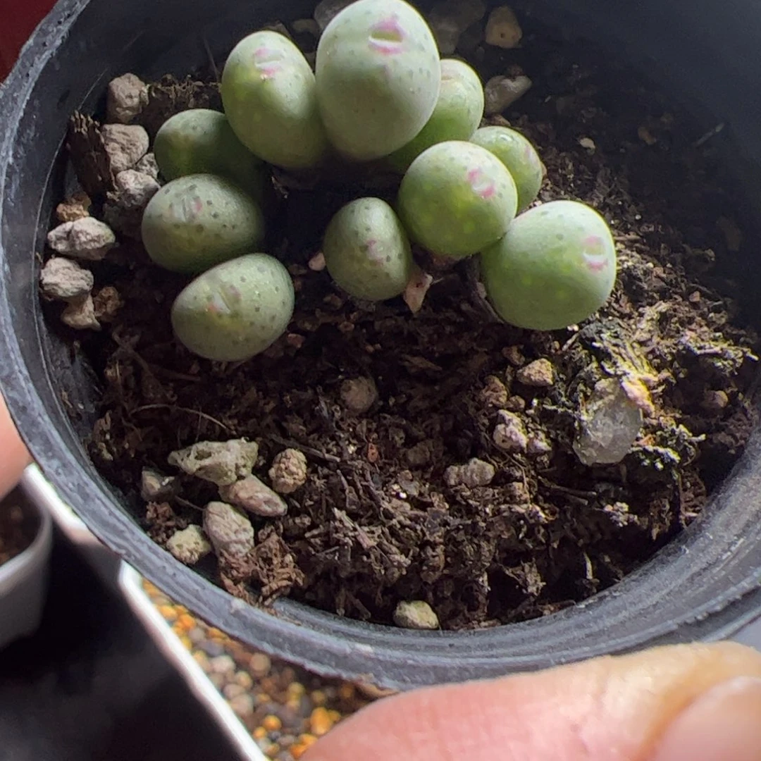 11.20艺姬嘴多肉植物90