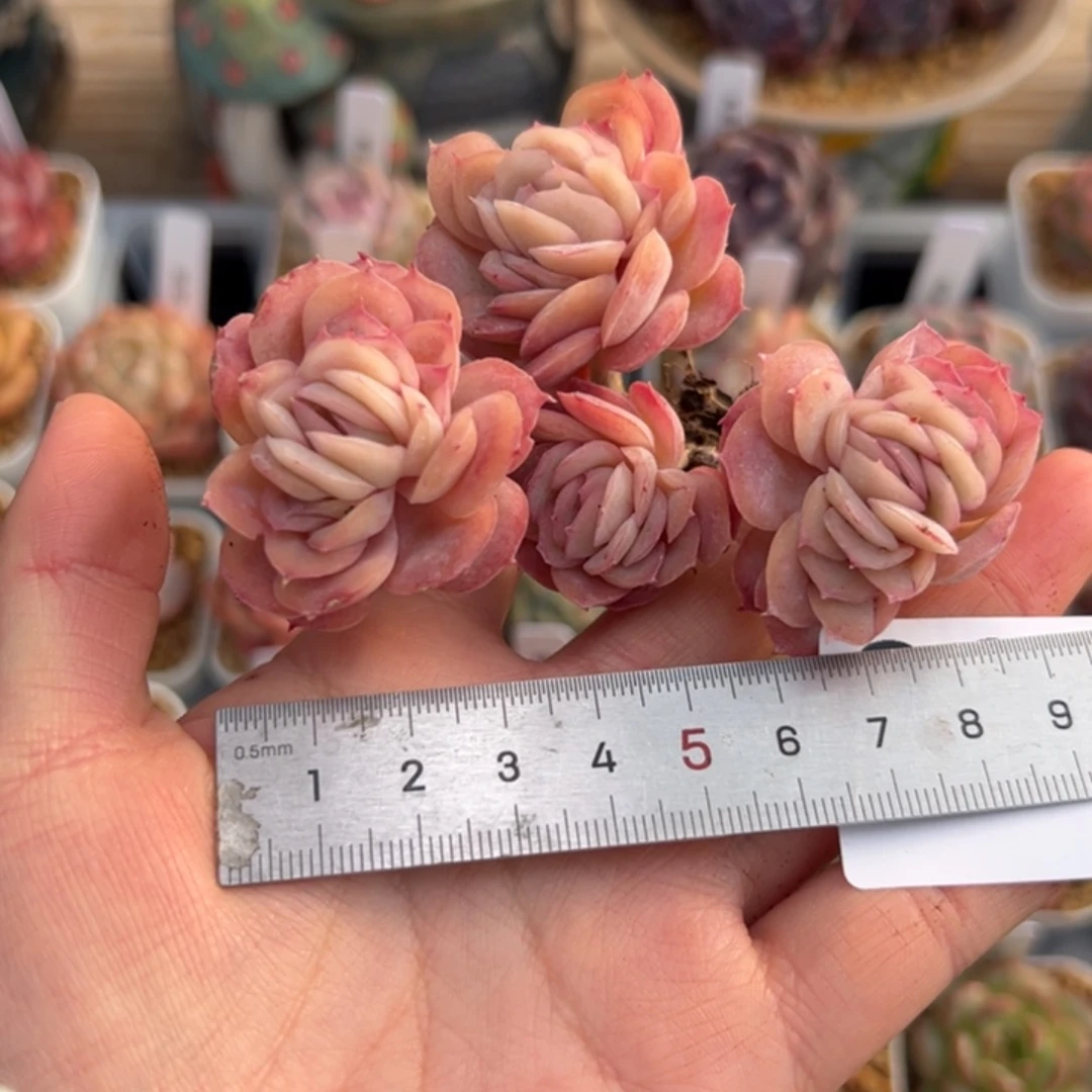 喵**喵094 多肉植物组合盆栽