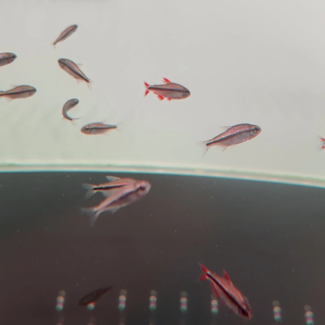 清***r霓虹灯鱼白金血魔精选一条