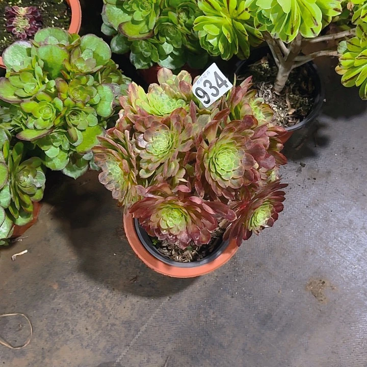 00000000000934嘉年华