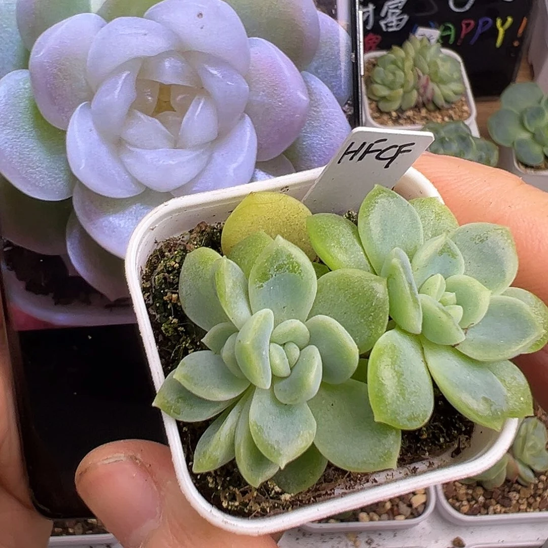 四头财富11一物一拍