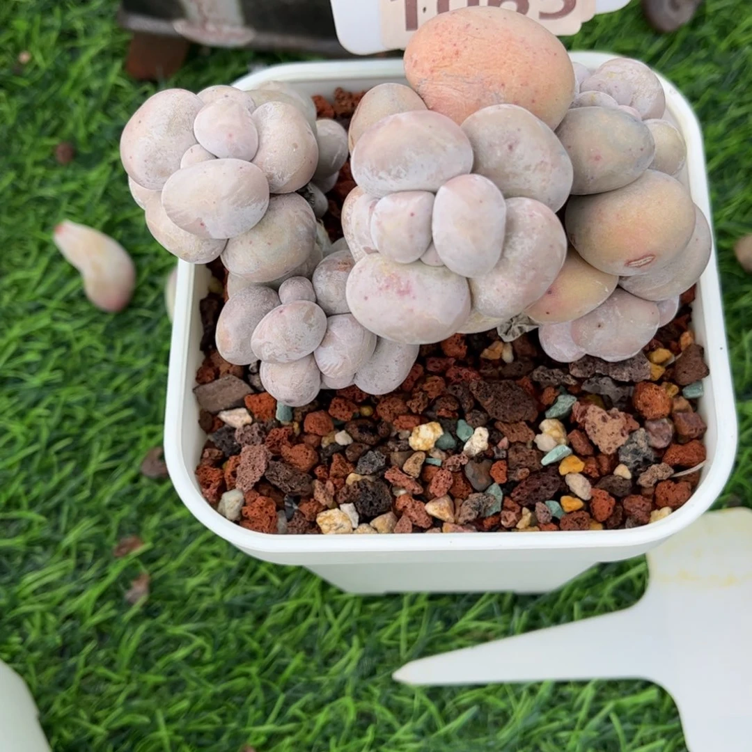 多肉植物1065 满30包邮