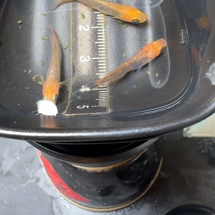 青鳉鱼10号拍品龙章3条