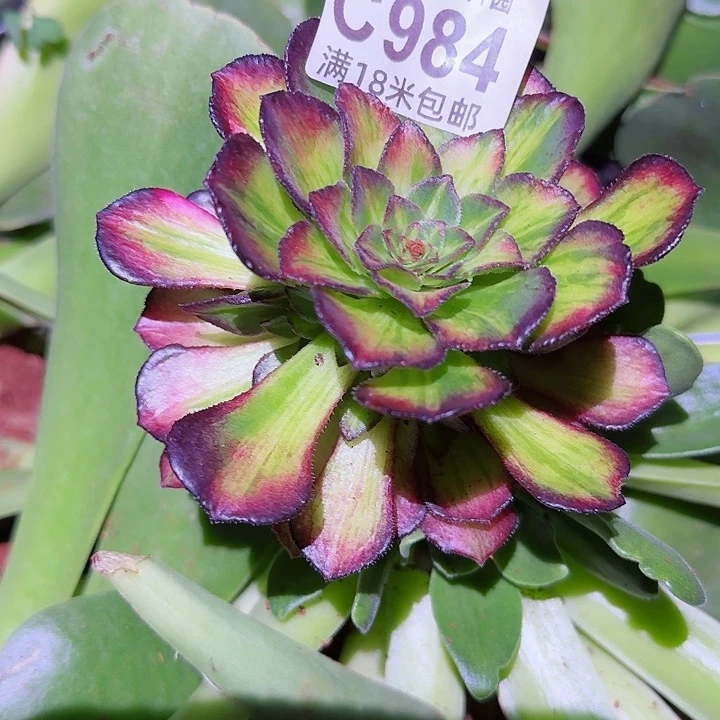 多肉法师海王七彩