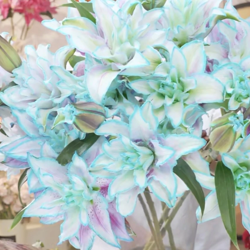 【花之物语】天空之约百合 包邮