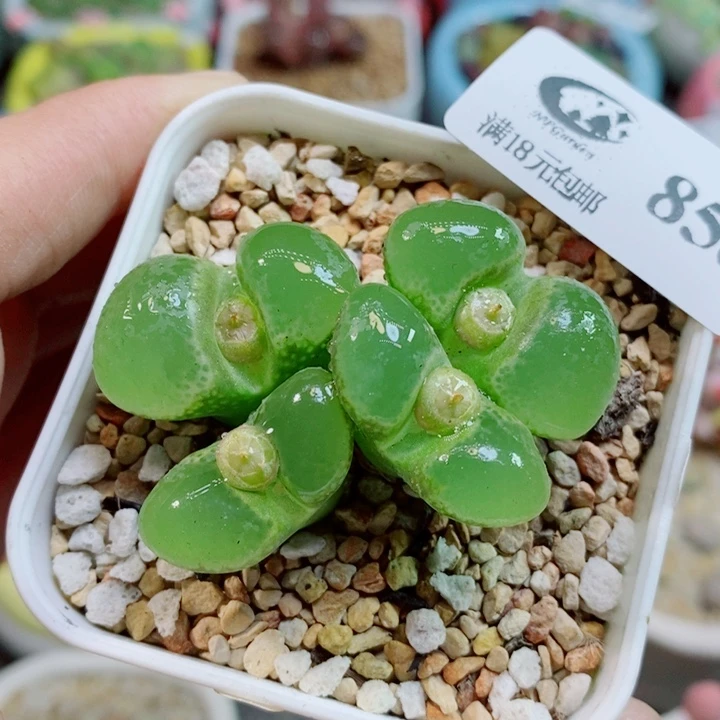 美丽的生石花花花858