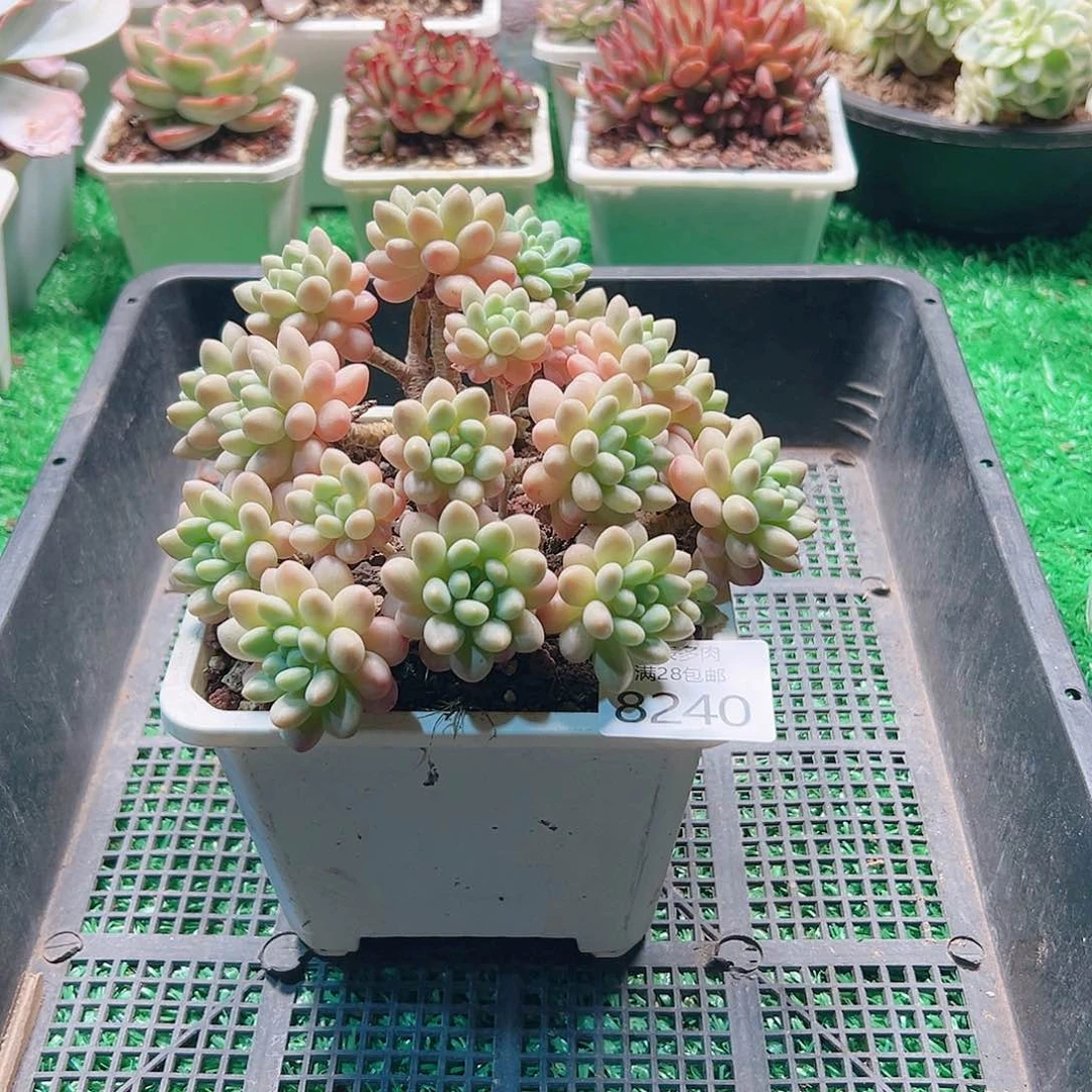 无花朵多肉一物一拍8240