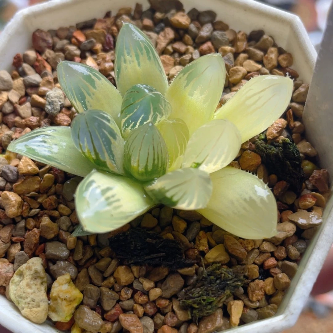 20.十二卷非组霓虹灯侧芽。