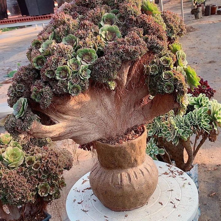 万朵朵脱土发货啊