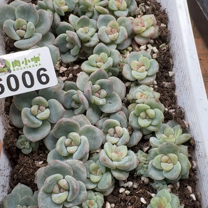 闻****多肉植物多肉植物