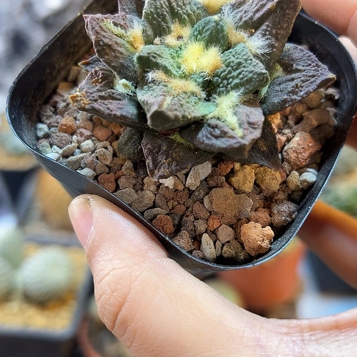 52号自根紫姬龟甲5.3公分