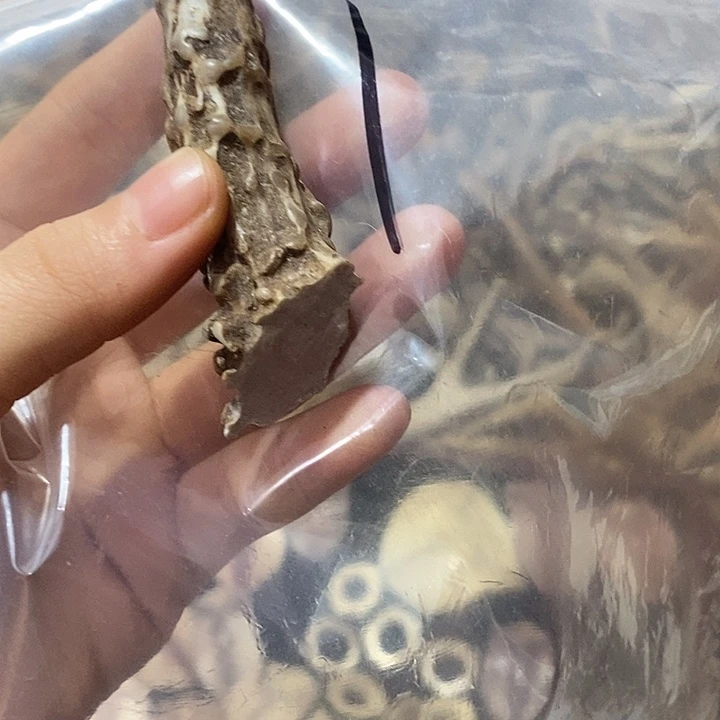 W***哥无非金属鹿角鹿角