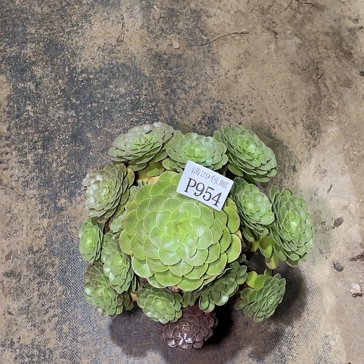 954万圣节多肉植物