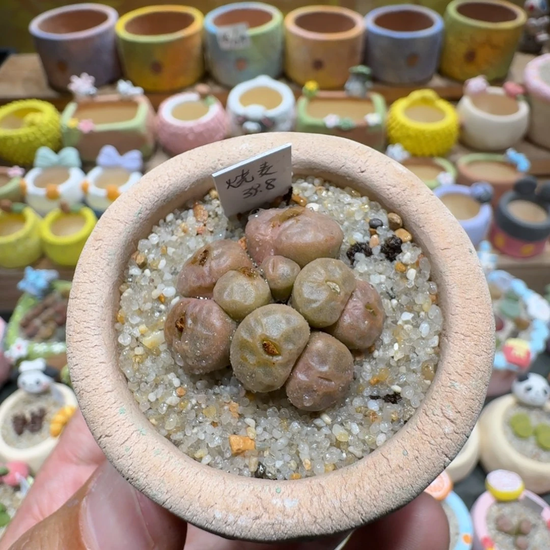 蘑菇1383烧麦多肉植物