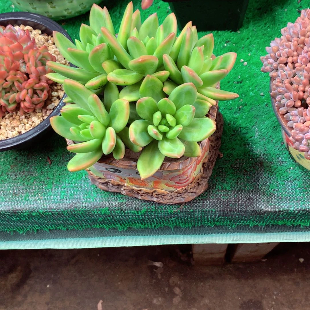 敏***言一物一拍一物一拍